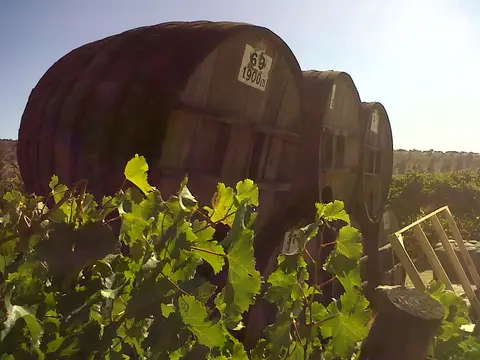 Huge old wooden wine cask marked 1,900 litres, standing outdoors with vine leaves growing up around it