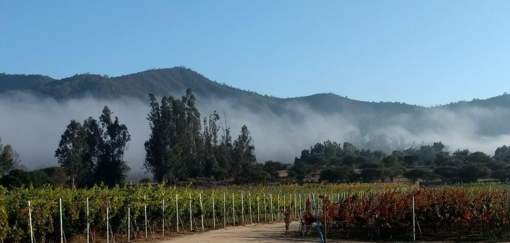 Attilio & Mochi small garage winery vineyard in Casablanca Valley
