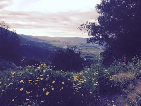 View across a green valley from a flowering hillside at dusk