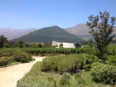 Vineyard rows leading to a modern white winery building with mountains behind, Casablanca Valley