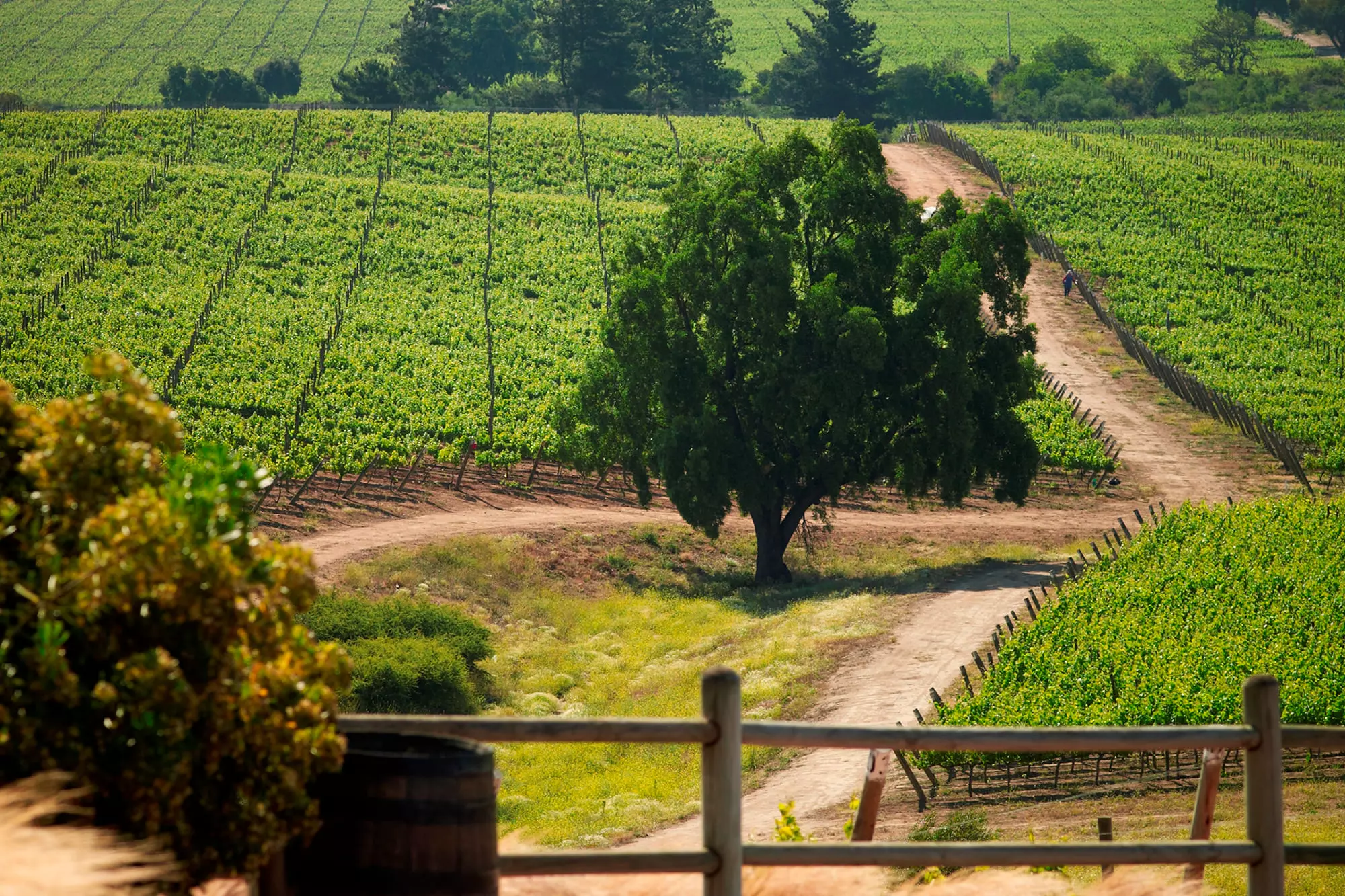Casas del Bosque winery in the Casablanca Valley