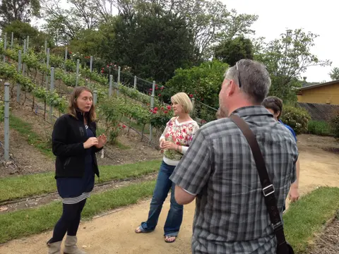Guide explaining trellised vines on a hillside to three guests, roses planted along the rows