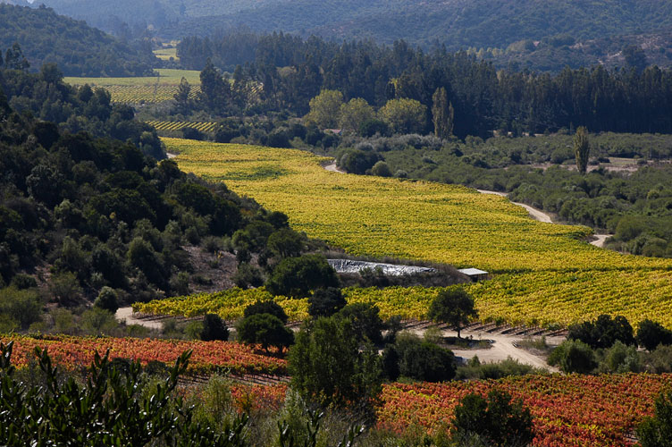 Catrala winery surrounded by native forest in Lo Orozco