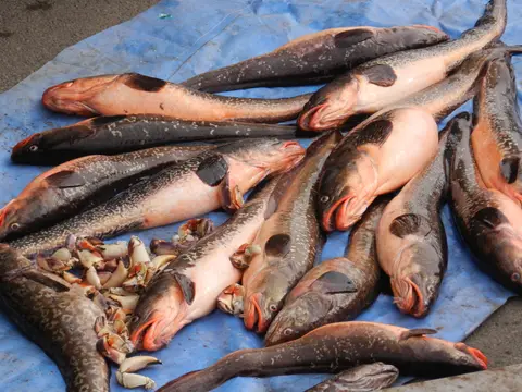 Fresh congrio laid out on a blue tarpaulin at a Chilean fish market beside a pile of crab claws