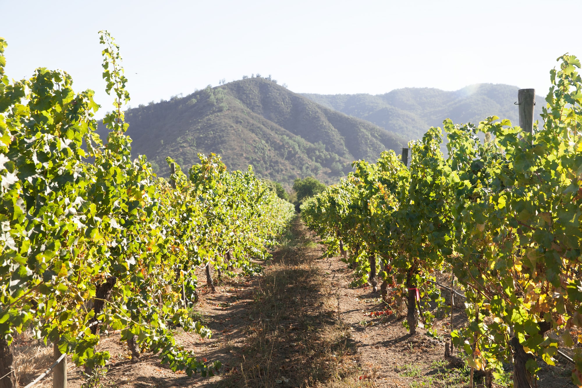 Emiliana Organic Vineyards biodynamic vineyard rows