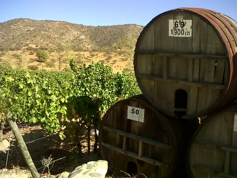 Three large old numbered wine casks standing beside vine rows with dry hills behind