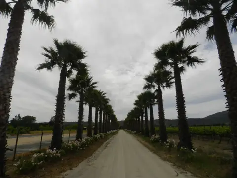 Dirt drive lined with tall palms and rose bushes leading into a vineyard