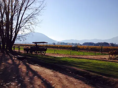 Horse-drawn carriage beside autumn vineyard rows with mountains in the distance