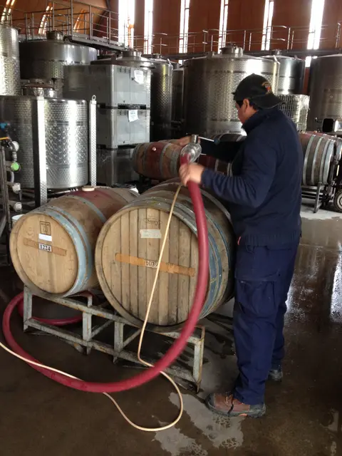 Cellar worker drawing wine out of an oak barrel through a hose