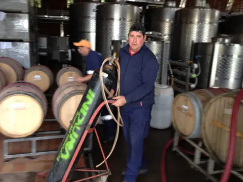 Cellar worker moving a gas cylinder between oak barrels and steel tanks