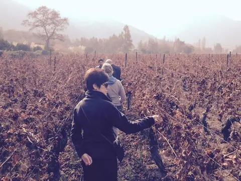 Guests walking between bare winter vines in morning mist, hills behind